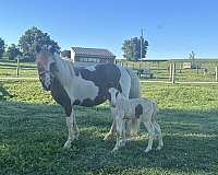 breeding-miniature-horse