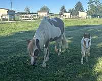 flashy-miniature-horse