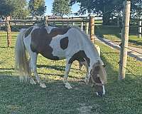 halter-miniature-horse