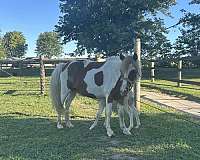 kid-safe-miniature-horse