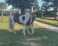 ridden-western-miniature-horse