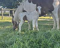 all-around-mare
