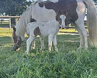 breeding-mare