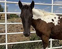performance-paint-pinto-horse