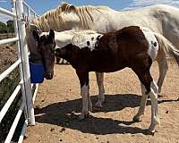 bay-paint-pinto-colt