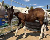 white-paint-pinto-colt
