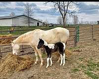 bay-paint-pinto-for-sale