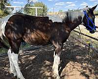 bold-colt
