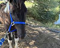 even-colt
