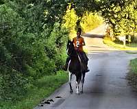 spotted-saddle-mare