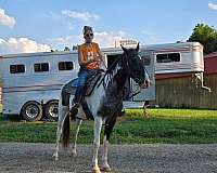 spotted-saddle-horse-for-sale