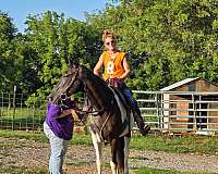 spotted-saddle-horse