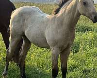 buckskin-quarter-pony-colt