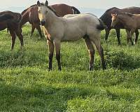 buckskin-trail-ridin-pony