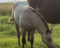 trail-ridin-colt
