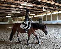 adorable-mustang-pony