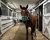 animals-mustang-pony