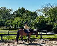 arena-mustang-pony