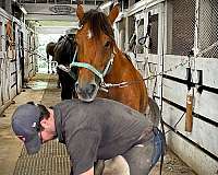 backyard-mustang-pony