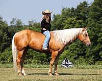 palomino-brand-horse