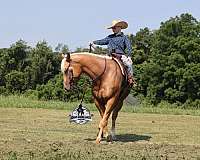 ranch-work-quarter-horse
