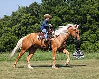 quarter-horse