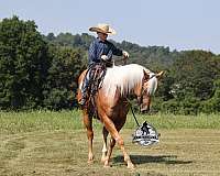 beginner-safe-quarter-horse