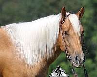 jumper-quarter-horse