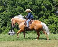 family-horse-quarter