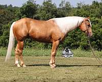 ropes-quarter-horse
