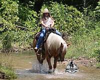family-safe-quarter-horse