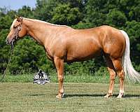 golden-palomino-quarter-horse