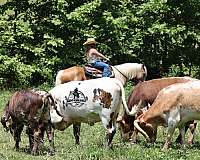 all-around-quarter-horse
