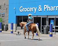 athletic-quarter-horse