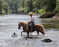 beginner-quarter-horse