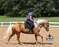 experienced-quarter-horse