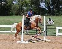 flashy-quarter-horse