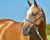 western-dressage-horse-gelding