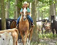 kid-friendly-horse-gelding