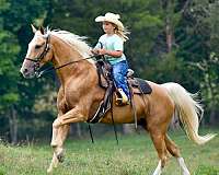 traffic-safe-horse-gelding
