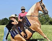 smooth-gaited-horse-gelding