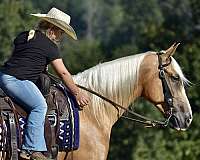 trail-horse-tennessee-walking