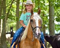 family-horse-tennessee-walking
