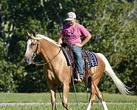twhbea-tennessee-walking-horse