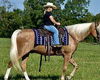 gaited-horse-tennessee-walking