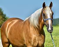 gentle-horse-tennessee-walking