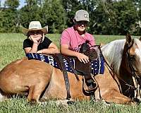 my-horse-connection-tennessee-walking