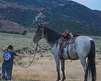 ran-rocky-mountain-horse