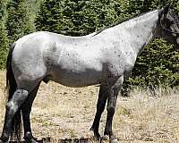 blue-roan-rmha-gelding