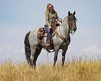 trail-horse-rocky-mountain